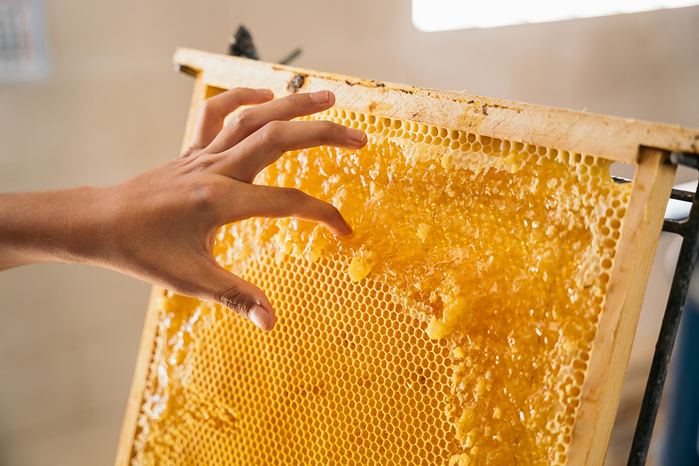 panel-abejas-miel-el-enjambre-de-los-montes